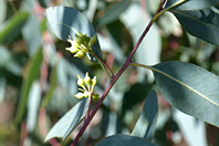 Eucalyptus camaldulensis